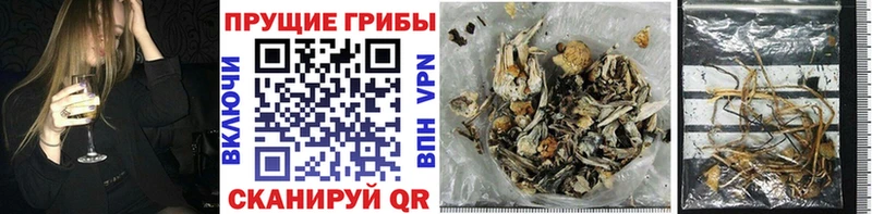 площадка как зайти Тобольск Галлюциногенные грибы Psilocybine cubensis