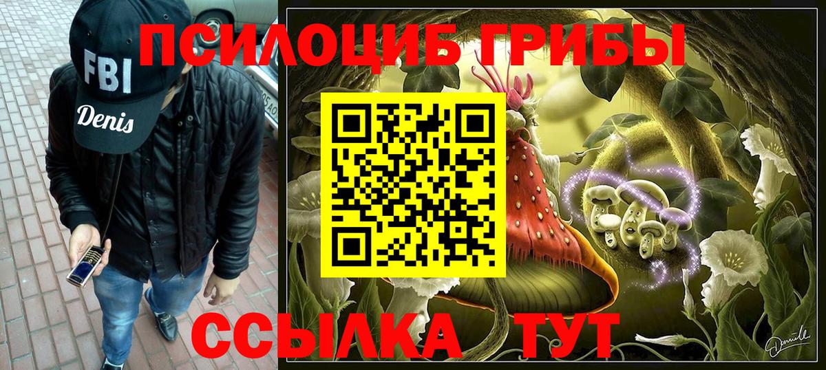 Псилоцибиновые грибы Psilocybe Тобольск
